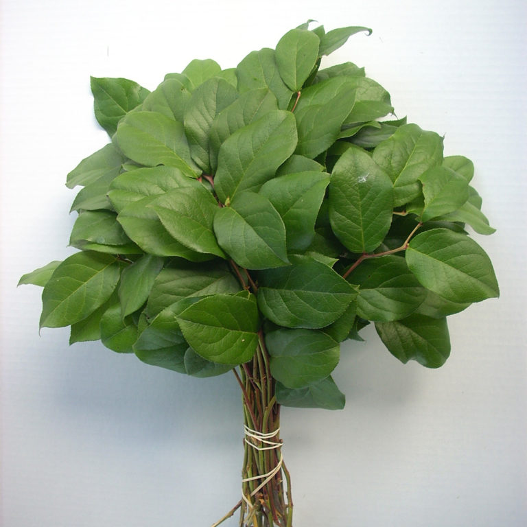 Salal - BlueSky Evergreens | Evergreen Wholesale Supplier | Cut Greens