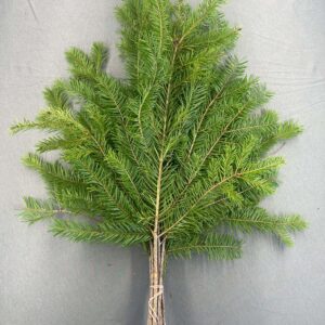 Douglas Fir