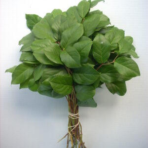 Salal