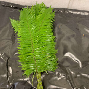 Flat Fern